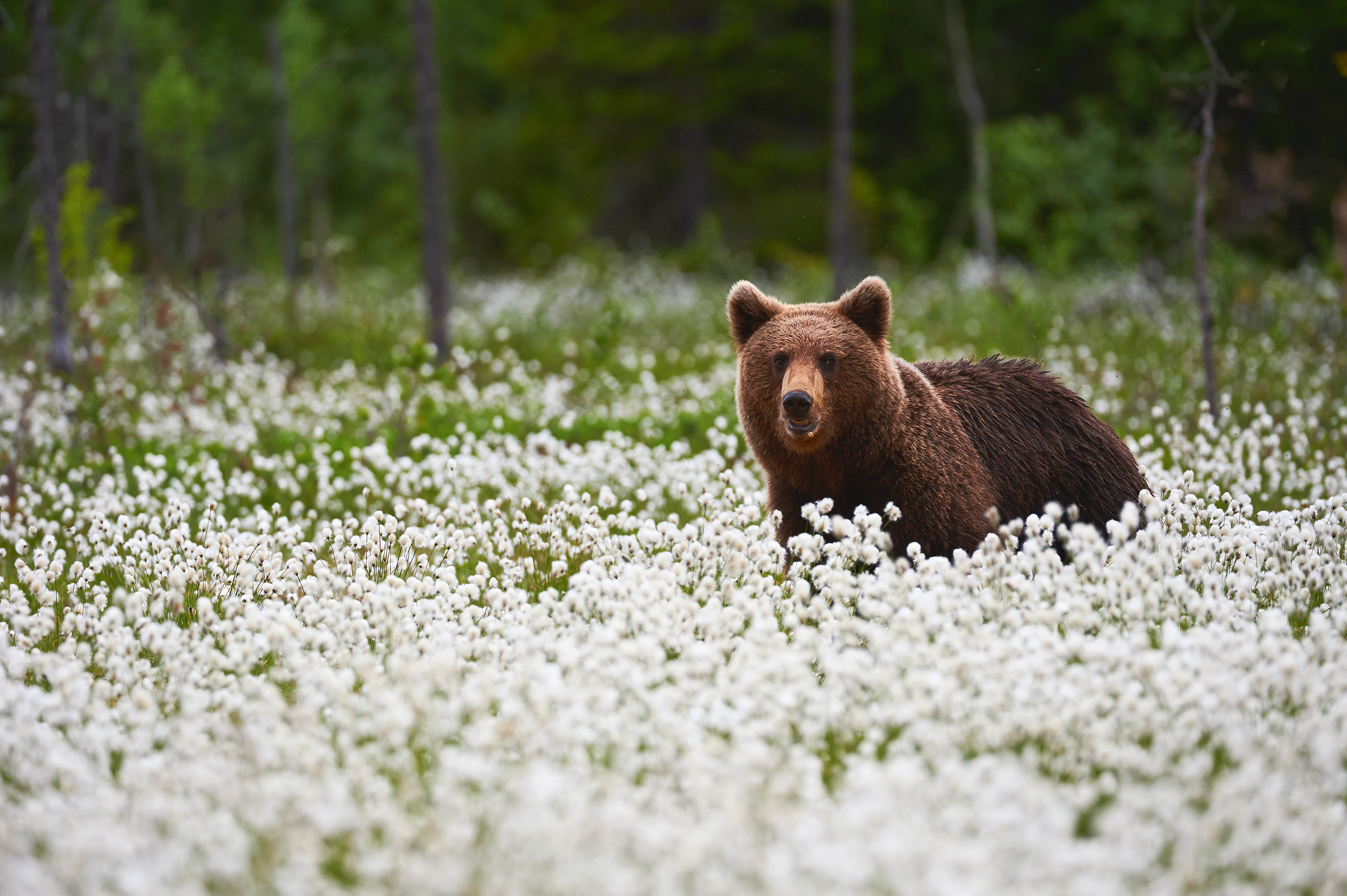Grizzly bear in a field of white flowers